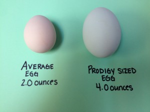 Prodigy-Sized-Egg-1024x768